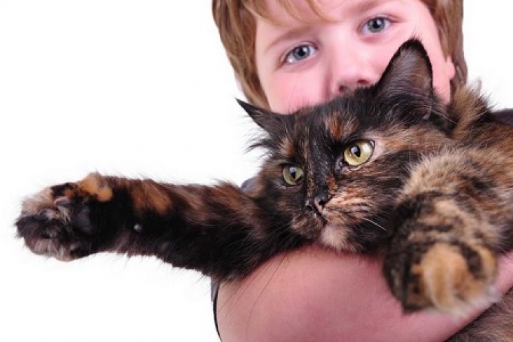 immagine-troppe-coccole-stressano-il-gatto