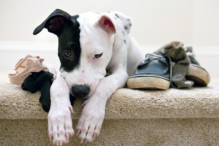 immagine Perché il mio cane nasconde e ruba gli oggetti?