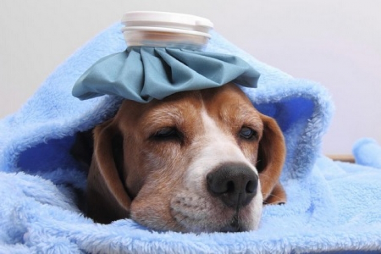 immagine La febbre negli animali: cause, sintomi e diagnosi