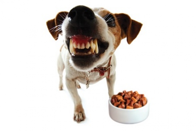 immagine Resource guarding: quando il cane ringhia se vi avvicinate alla ciotola e ai suoi oggetti