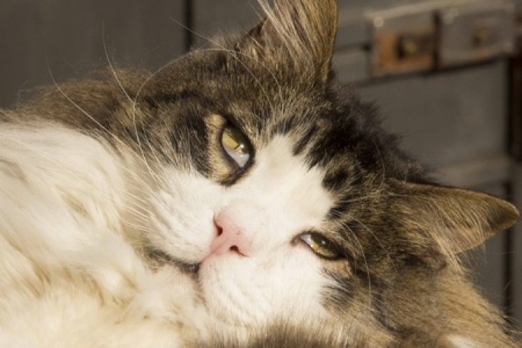 immagine La terza palpebra: cos’è e perché può diventare visibile