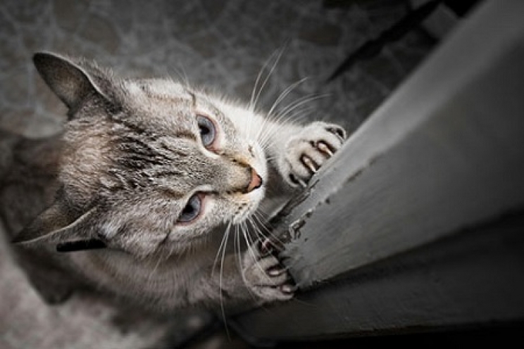 immagine Cosa fare se il gatto si fa le unghie sul divano e sui mobili