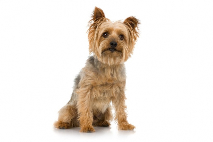 immagine Australian silky terrier