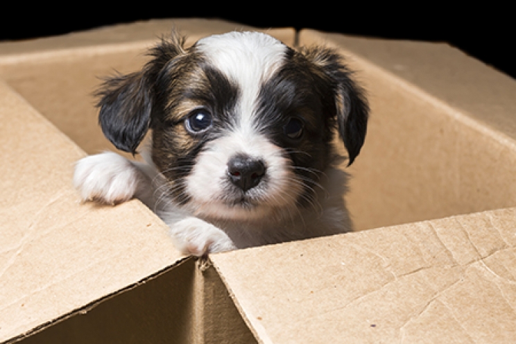 immagine Le prime cose da fare quando si adotta un cucciolo