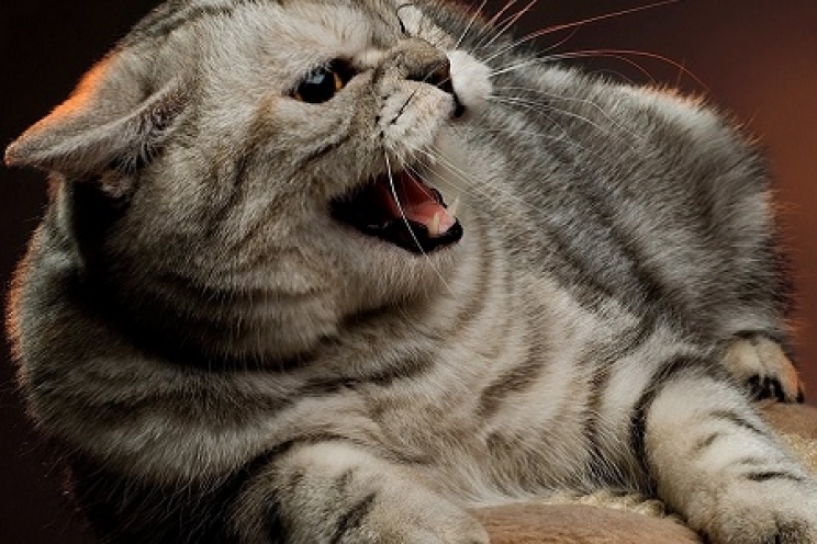 immagine Aggressività nei gatti: quando Fuffi si trasforma in Terminator