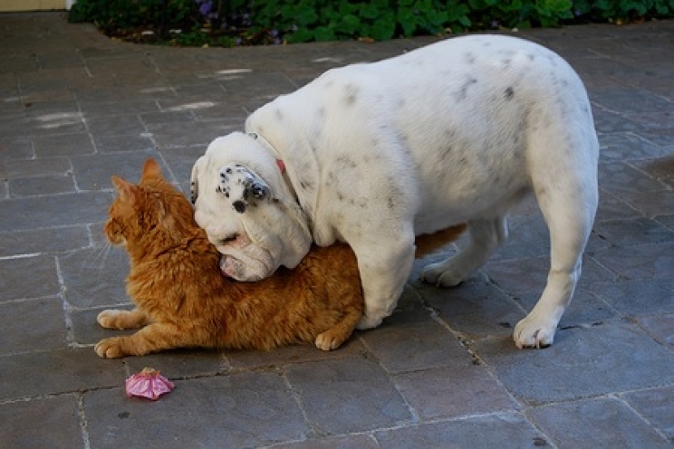 immagine Perché il cane “monta” la nostra gamba, gli oggetti e gli altri animali?