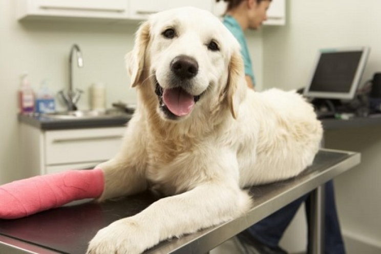 immagine Assicurazione per il cane, quando serve e perché