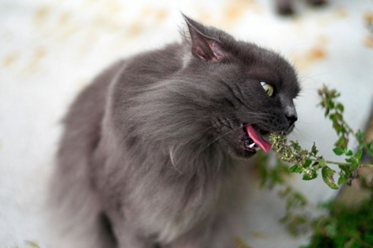 immagine Piante tossiche e velenose per il cane e il gatto