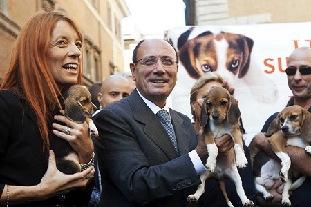 brambilla gree hill beagle