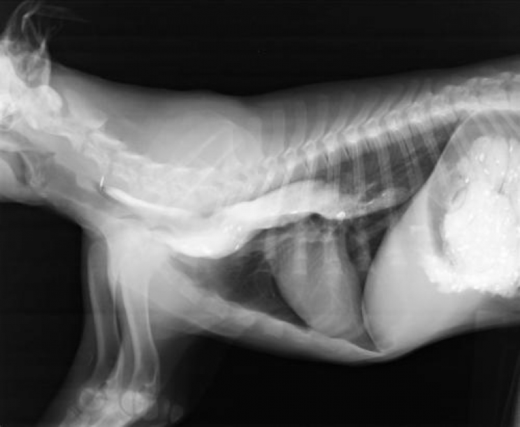 immagine Il megaesofago nel cane e nel gatto, che cos'è e qual è la terapia