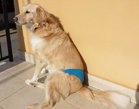 cagna con slip ciclo