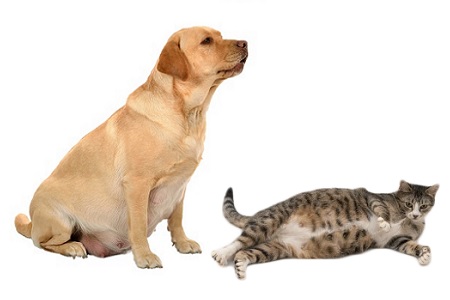 cagna gatta incinta gravidanza