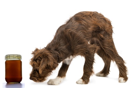 cane annusa vasetto olio di neem