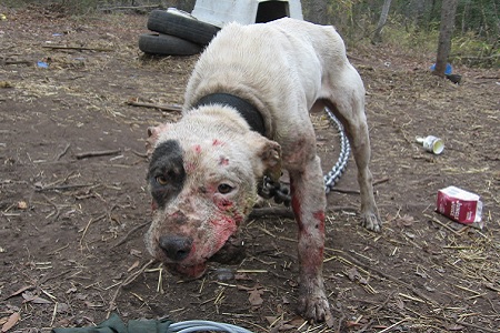 cane denutrito maltrattamento