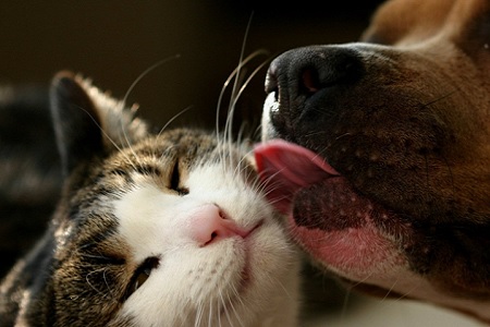 cane lecca il gatto