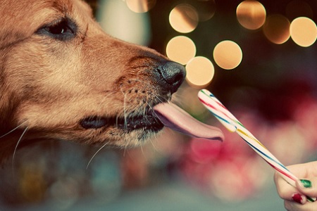 cane mangia caramella natale