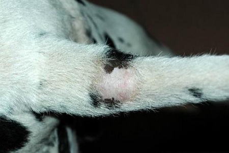 coda da stallone cane