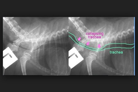 collasso tracheale radiografia