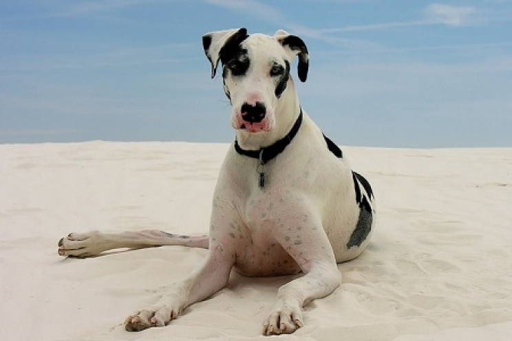 immagine La displasia dell’anca nel cane: cos'è e quali sono i trattamenti