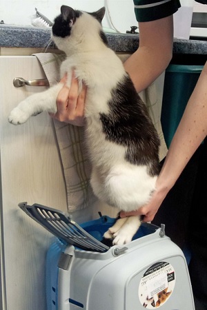 far entrare il gatto nel trasportino