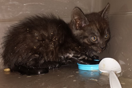 gattino sputa omogeneizzato