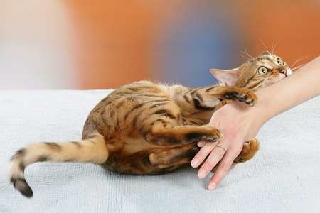 gatto aggressivo morde