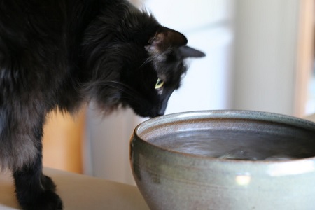 gatto beve dalla ciotola