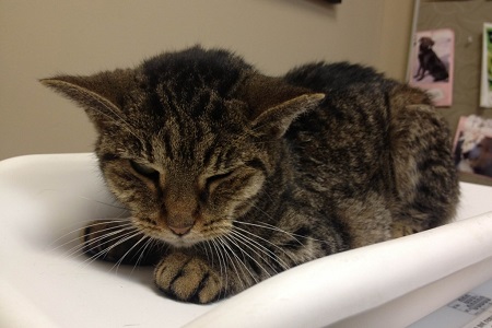 gatto con insufficienza renale cronica