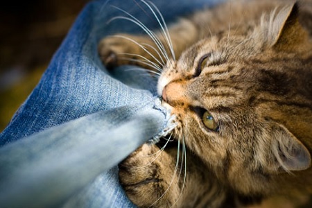 gatto mangia strappa pantaloni