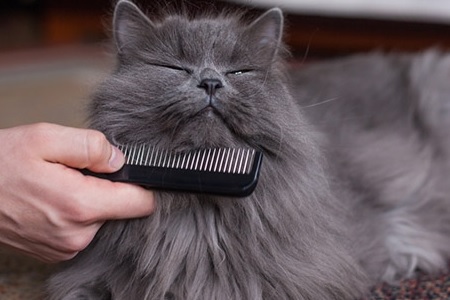 gatto pelo lungo pettine