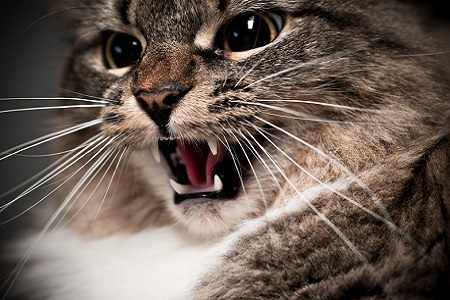 gatto soffia ringhia morso