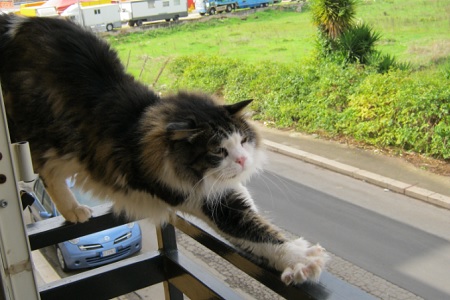 gatto sul balcone