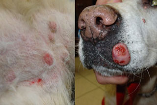 mastocitoma cane gatto