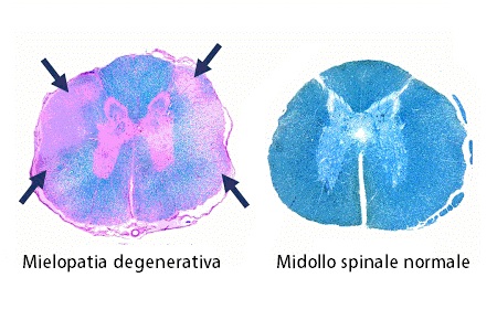 mielopatia degenerativa cane