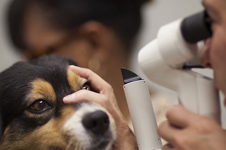 visita occhio esame cane